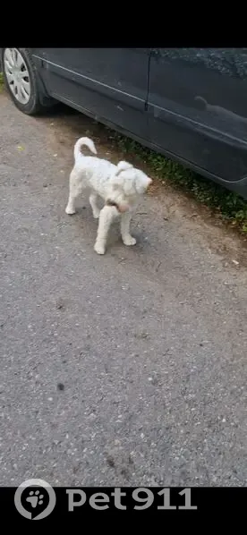 Найдена собака, Район Внуково (г Москва), Молодёжная, д. 33, Москва — белый испуганный пёсик - photo