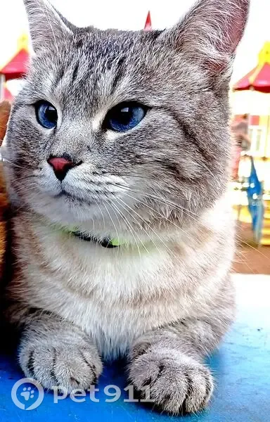 Пропала кошка, Сургут, Майская, д. 10, Сургут — серый кот, зовут Кит - photo