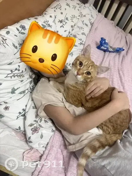 Пропала кошка, Уфа, Максима Рыльского, д. 17 — годовалый рыжий кот - photo
