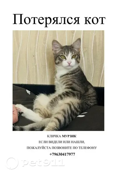 Пропала кошка, Белякова, Екатеринбург — гуляет возле дома - photo