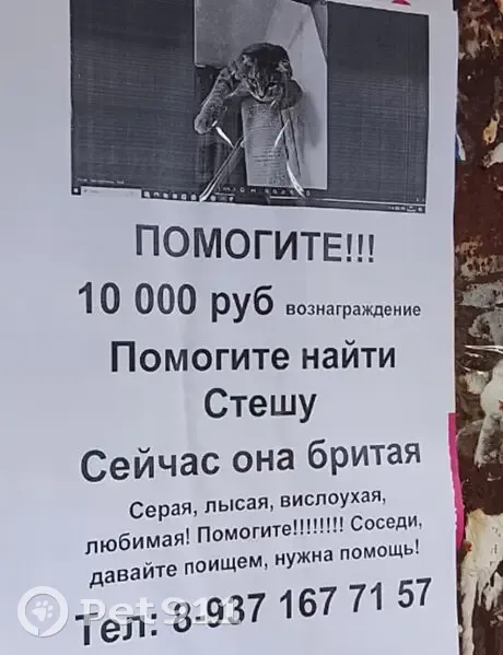 Пропала кошка, Район Орджоникидзевский (г Уфа), Кольцевая, д. 50, Уфа — бритая, вислоухая - photo