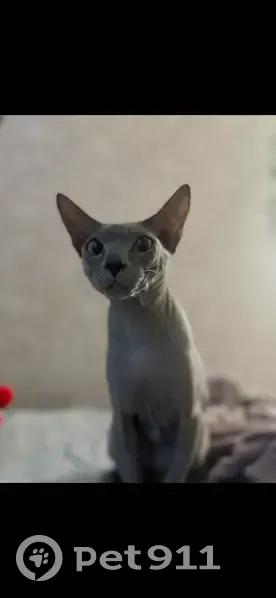Пропала кошка, Жуковка, Весенний, д. 4 — кот сфинкс, выпал из окна балкона - photo