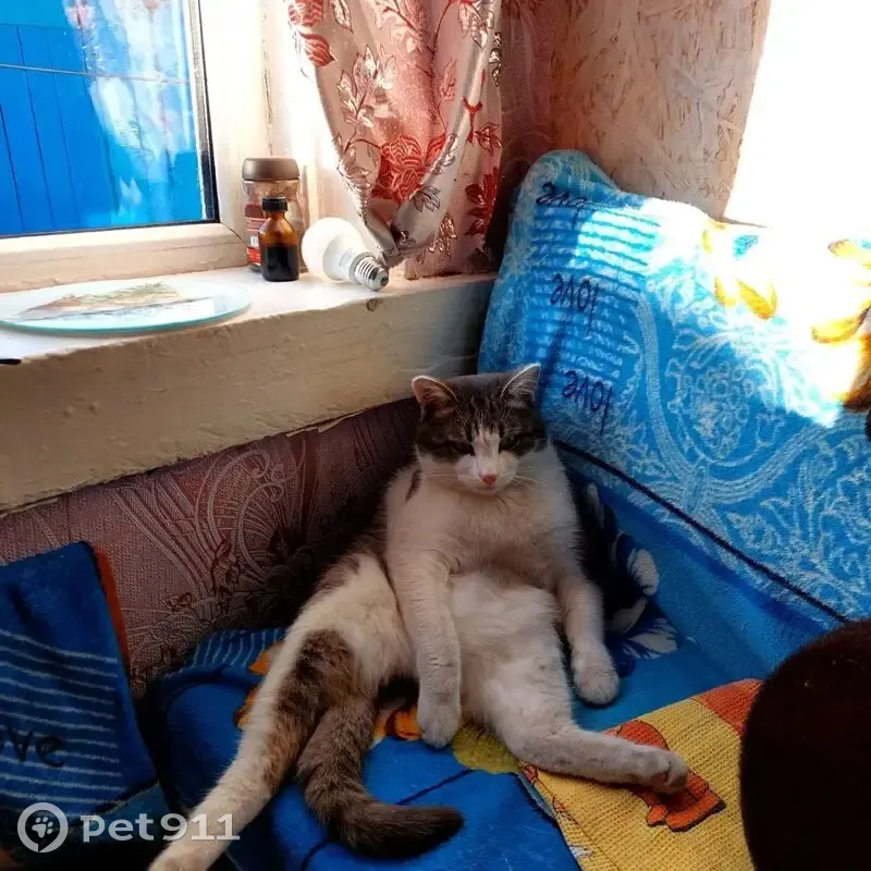 Пропала кошка, Уфа, Рихарда Зорге, д. 6 — серый кот - photo