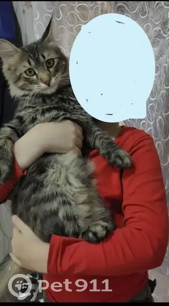 Пропала кошка, Ульяновск, Казанская — пушистый котик Симба, 9 месяцев - photo