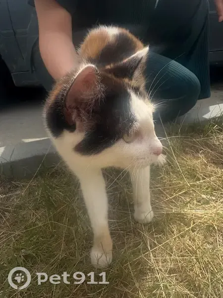 Найдена кошка, Тюмень, Амурская, д. 39 — котёнок с противоблоховым ошейником синего цвета - photo