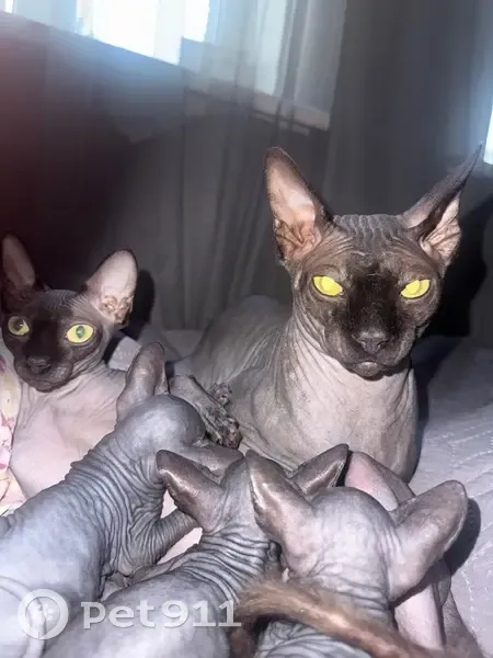 Пропала кошка, Цветной, Воронеж — серый крупный кот - photo