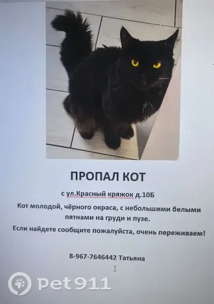 Пропала кошка, Район Куйбышевский (г Самара), Самара — пушистый, с небольшими белыми пятнами на груди и брюшке - photo