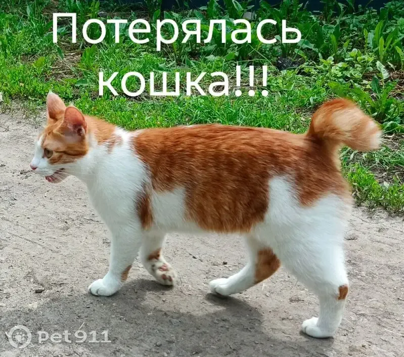 Пропала кошка, Село Бокино, Заречная, д. 43, Бокино — рыженькая, белые лапки - photo