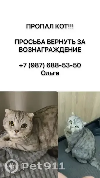 Пропала кошка, Казанская, Ульяновск — шотландский котик, 3 года - photo