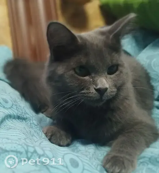 Пропала кошка, Омск, 75 Гвардейской бригады, д. 6, Омск — пушистая, 8 месяцев - photo