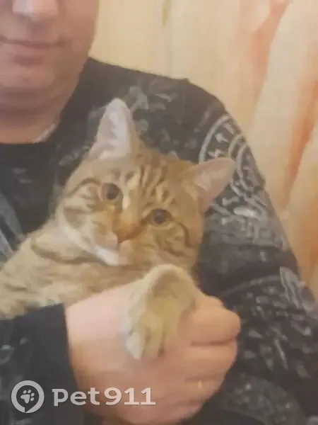 Пропала кошка, Собинка, Ленина, Собинка — крупный кот с тёмными полосами на лапах - photo