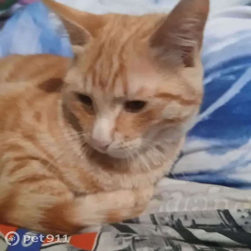 Пропала кошка, Чита, Красной Звезды, д. 32 — рыжая, откликается на кличку Вася через раз - photo