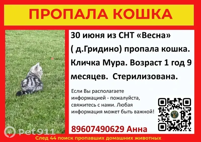 Пропала кошка, СНТ Весна, Семенково — кличка Мура, серый окрас, отметка на лбу - photo
