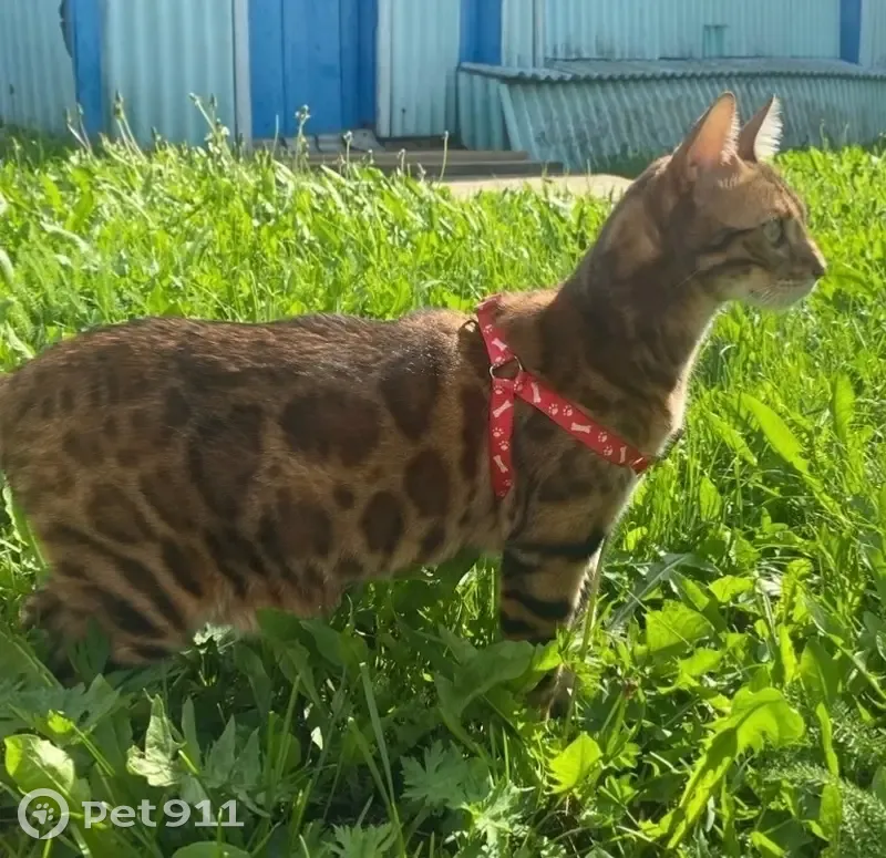 Пропала кошка, Село Елизарьево, Зеленая, д. 7 — на носу шрам - photo