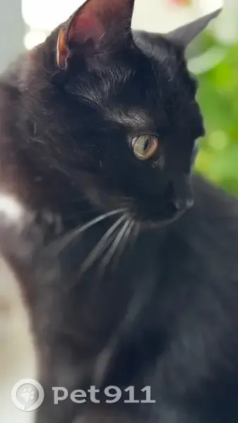 Пропала кошка, Абдуллы Алиша, Альметьевск — чёрный кот, дворняжка - photo