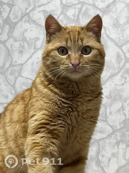 Пропала кошка, Село Николаевка, Николаевка — возле реки Миус - photo