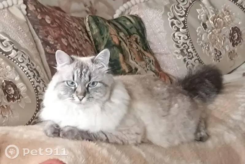 Пропала кошка, Калуга, Октябрьская, д. 6 — пушистая, с красным ошейником - photo