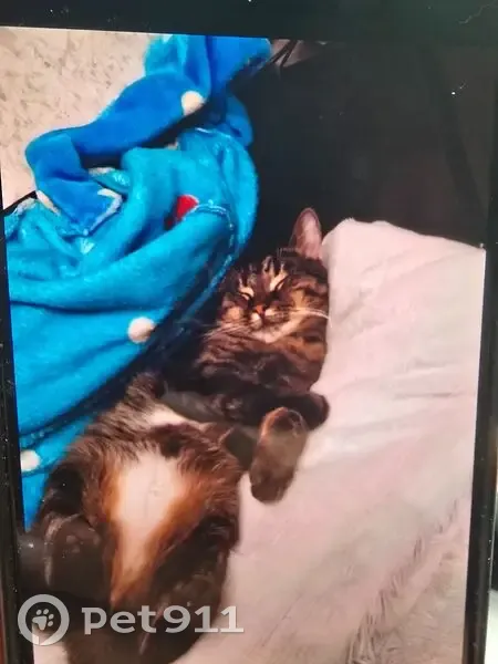 Пропала кошка, Иваново, Полка 