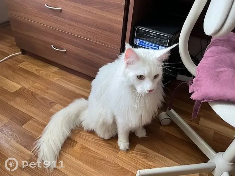 Пропала кошка, Владимир, Верхняя Дуброва, д. 6 — большой белый кот породы мейн-кун - photo
