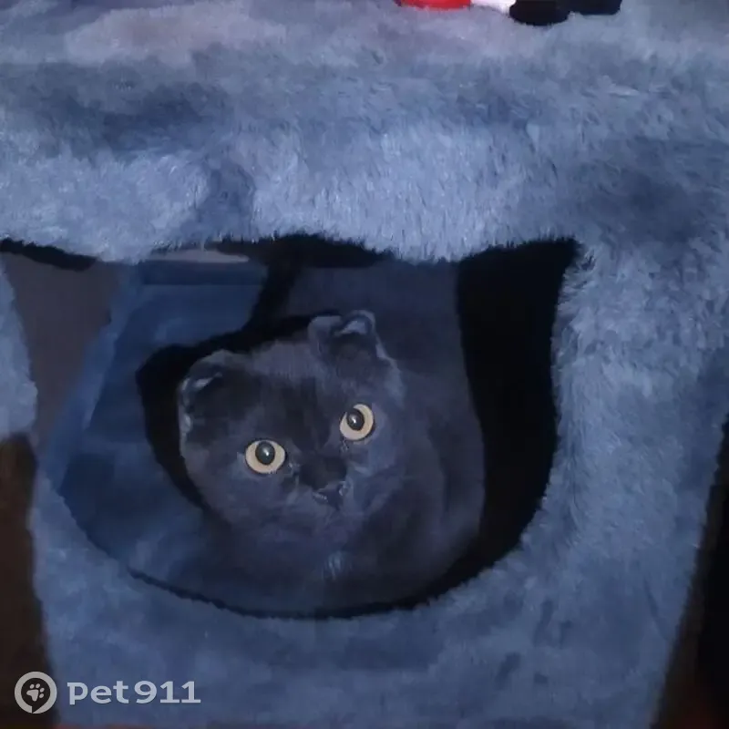 Пропала кошка, Достоевского, д. 32, Орёл — откликается на Томик, Том - photo