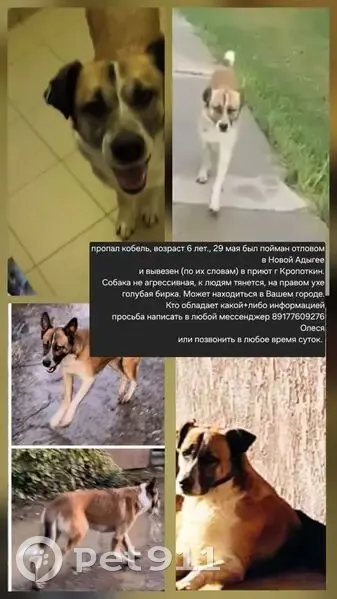Пропала собака, Усть-Лабинск — рыжий с белым окрасом, голубой ошейник и бирка на ухе - photo