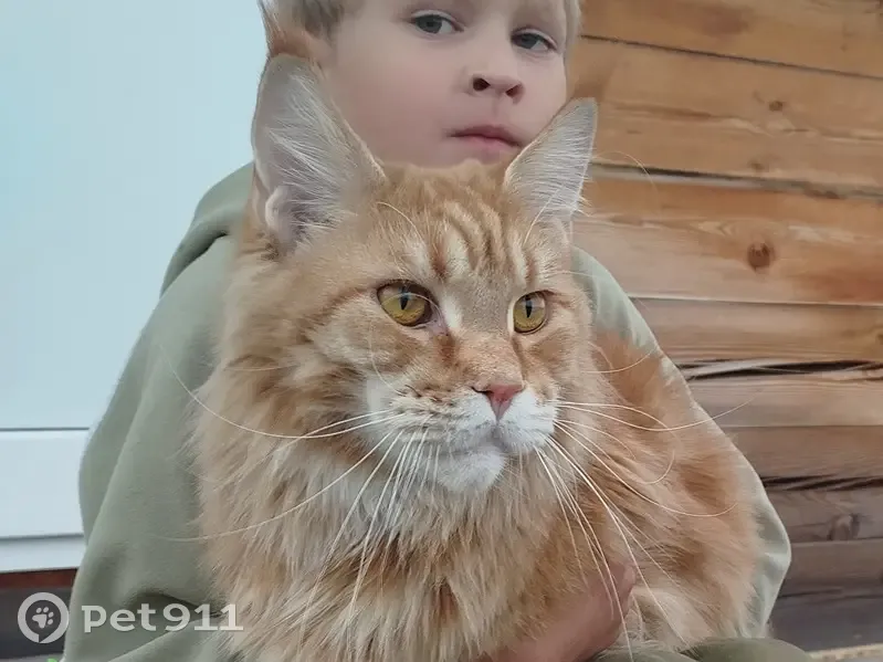 Пропала кошка, Поселок Горный, Рубиновая, д. 9 — мейн-кун, 3 года - photo