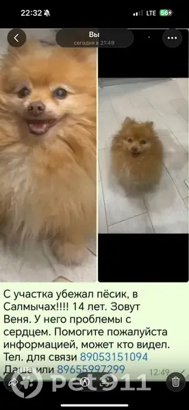 Пропала собака, Казань — взрослый пёс 14 лет, ходит медленно - photo