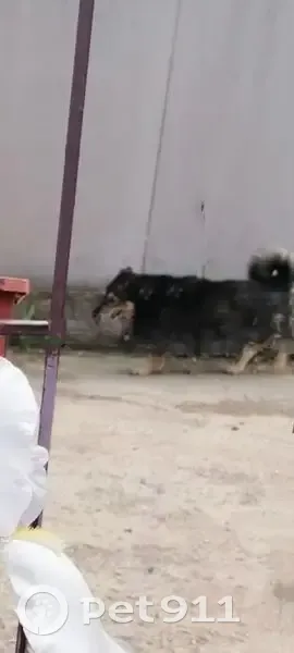 Пропала собака, Воронеж, Белый колодец, д. 81, Воронеж — дворняга, небольшого роста - photo