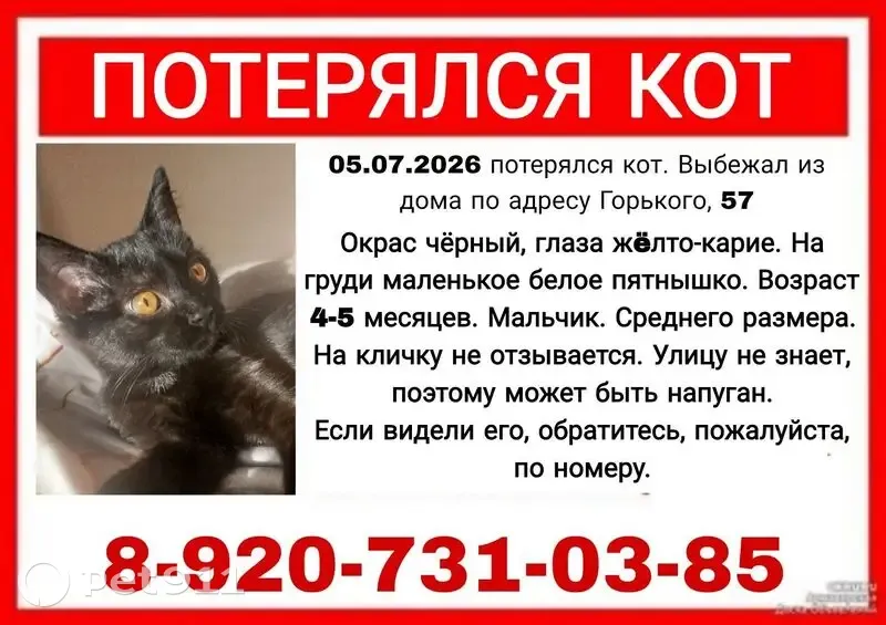 Пропала кошка, Горького, д. 57, Курск — чёрная, с маленьким белым пятном на груди - photo