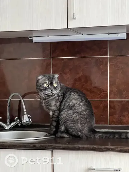 Пропала кошка, Кирово-Чепецк, Котельный, д. 15, Кирово-Чепецк — серый вислоухий шотландец - photo
