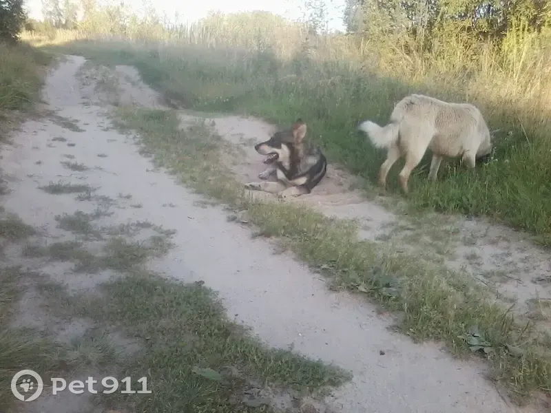 Пропала собака, Село Саваслейка (г Кулебаки), Школьная, Кулебаки — чёрно-серая - photo
