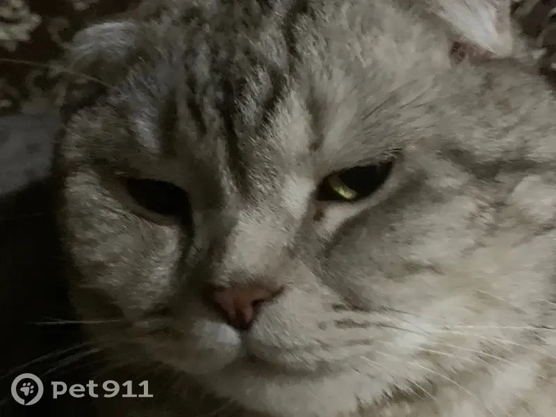 Пропала кошка, Молодежная, д. 29, Соликамск — шотландский вислоухий кот - photo