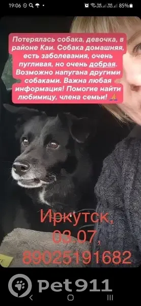 Пропала собака, район Свердловский (г Иркутск), Иркутск — чёрного окраса, пугливая, но очень добрая - photo