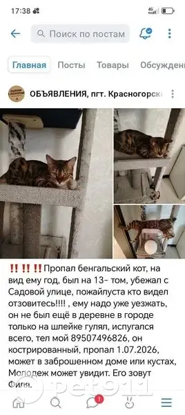 Пропала кошка, Рабочий поселок Красногорский, Садовая, д. 44, Красногорский — не сильно людима, боится шума - photo