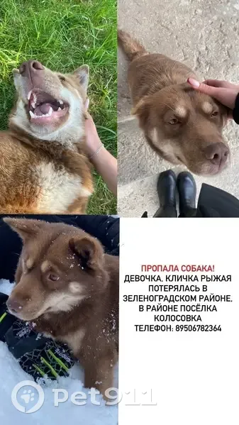 Пропала собака, Поселок Колосовка, Колосовка — девочка, рыжая, очень ласковая - photo