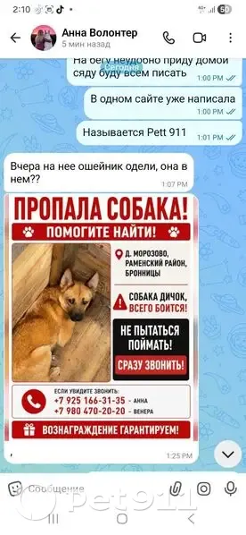 Пропала собака, Раменское — рыжая дворовая, очень дикая, с адресником и ошейником - photo