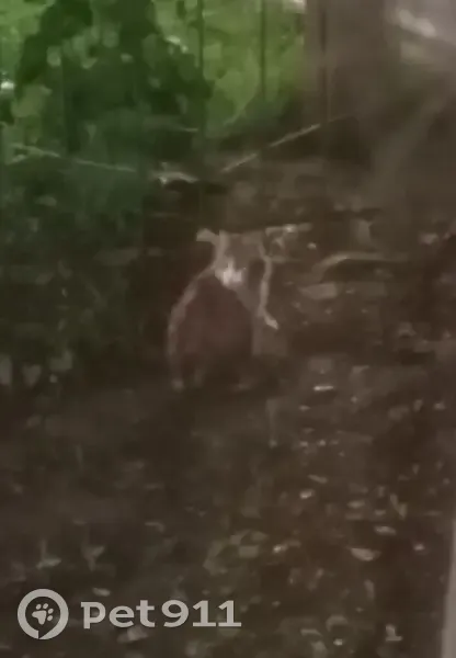 Найдена кошка, Оренбург - очень умная девочка, приходит во двор - photo