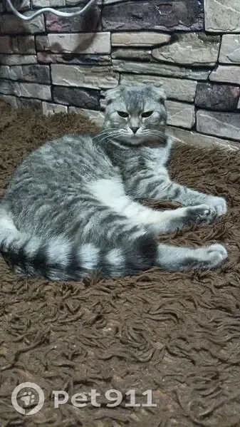 Пропала кошка, Касимов, Новая Слобода, д. 10, Касимов — вислоухая, серенькая - photo