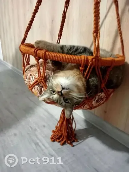 Пропала кошка, Село Молчаново, Валикова — тёмный кот - photo