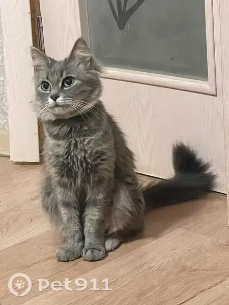 Пропала кошка, Фокино, Карла Маркса, д. 34 — серая, зелёные глаза, зелёный ошейник - photo