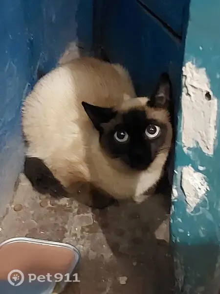 Найдена кошка, Томск, Заозерный, д. 16/2 — сиамская, очень ласковая - photo