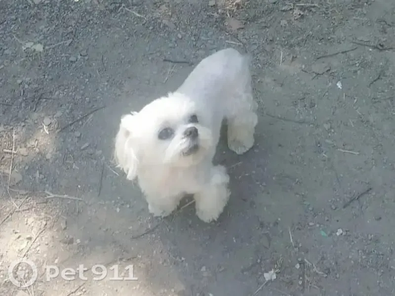Пропала собака, СОТ УЗОН, Елизово — 13 лет, принимает сердечные таблетки - photo