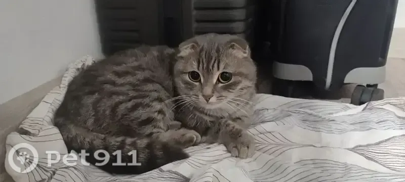Найдена кошка, Уфа, Достоевского, д. 134 — вислоухая, стерилизованная, короткий хвостик - photo