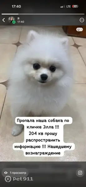 Пропала собака, Ставрополь, Чехова, д. 28 — шпиц, белая девочка - photo
