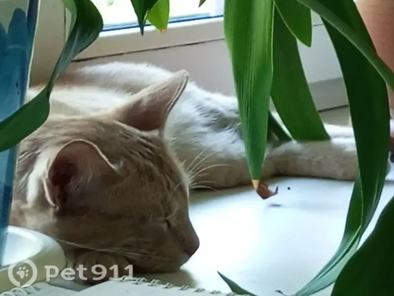 Найдена кошка, Район Железнодорожный (г Пенза), 75, д. Измайлова, Пенза — рыжий кот, молодой, ласковый - photo