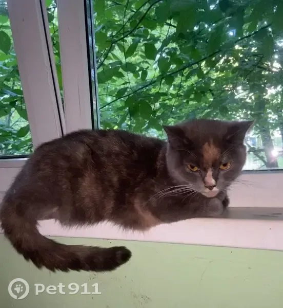 Найдена кошка, Культуры, Санкт-Петербург — трёхцветная, серая - photo