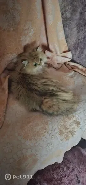 Пропала кошка, Хмельницкого, Ставрополь — маленькая рыженькая кошечка, повреждено правое нижнее веко - photo