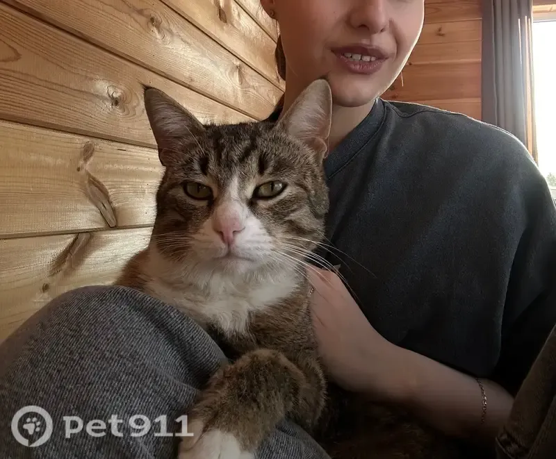 Пропала кошка, Деревня Солнышково (г Чехов), Заречная, д. 14, Чехов — крупный полосатый кот с белой грудкой - photo