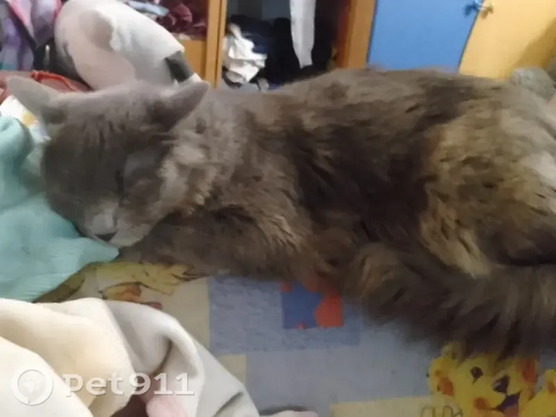 Пропала кошка, Комсомольск-на-Амуре, Октябрьский, д. 40, Комсомольск-на-Амуре — очень пушистая, серая с голубым отливом - photo
