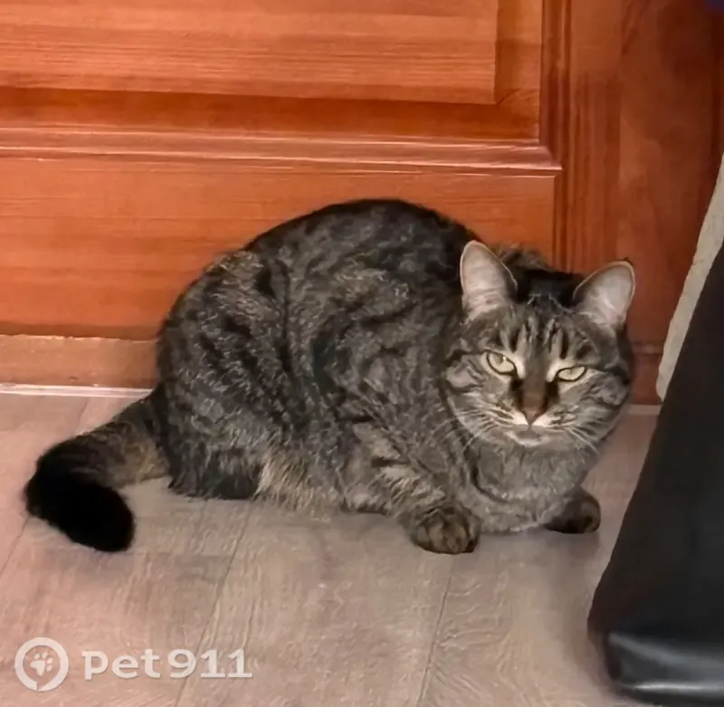 Пропала кошка, Октябрьский, д. 50, Киров — серая, 3 годика - photo